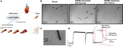 A Novel Method of Isolating Myofibrils From Primary Cardiomyocyte Culture Suitable for Myofibril Mechanical Study